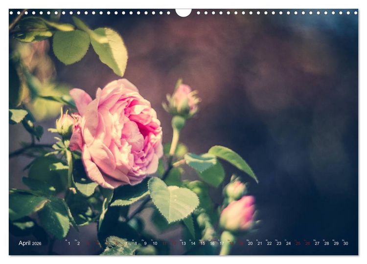 Produktbild: Die Welt der Alten Rosen (Wandkalender 2026 DIN A3 quer), CALVENDO Monatskalender