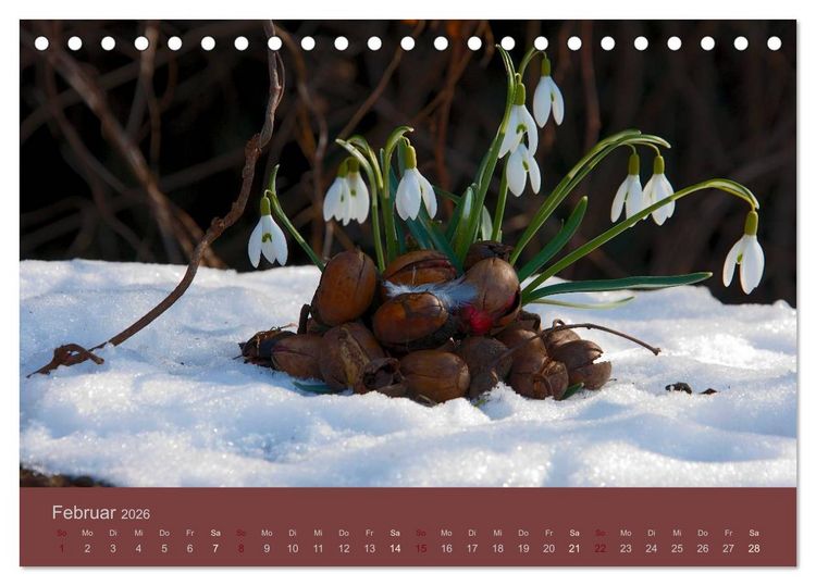 Produktbild: Gartenfl&uuml;stern (Tischkalender 2026 DIN A5 quer), CALVENDO Monatskalender