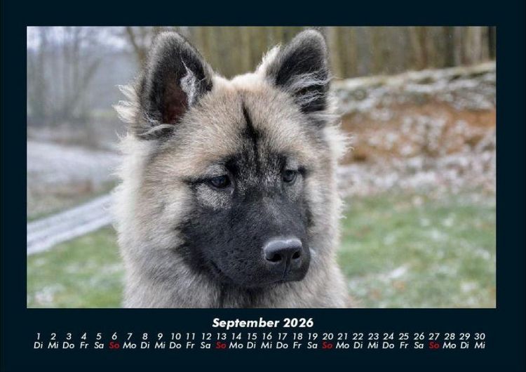Produktbild: Hundezauber 2026 Fotokalender DIN A4