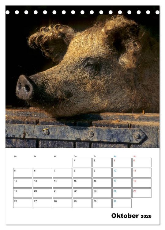 Produktbild: Schweine 2026 (Tischkalender 2026 DIN A5 hoch), CALVENDO Monatskalender