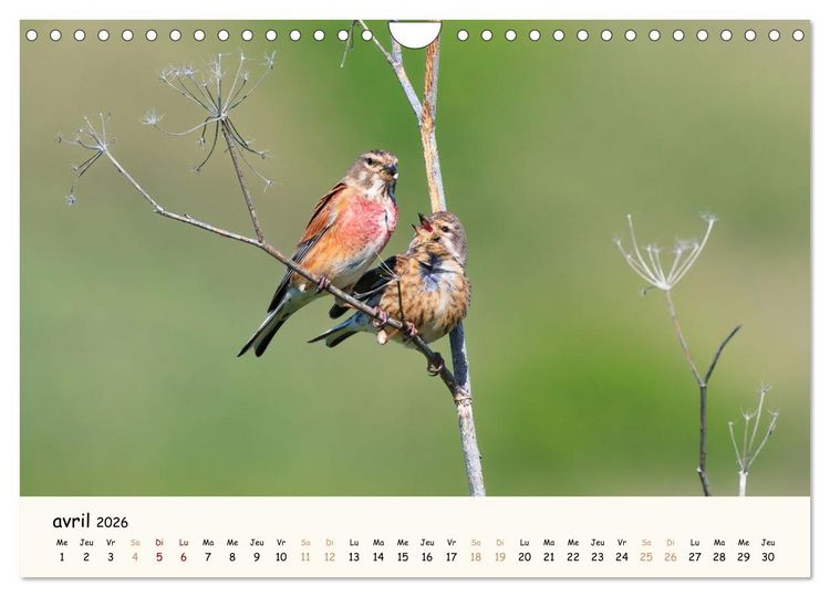Produktbild: Chuchotements d'ailes - Une ann&eacute;e dans l'intimit&eacute; des oiseaux (Calendrier mural 2026 DIN A4 vertical), CALVENDO calendrier mensuel
