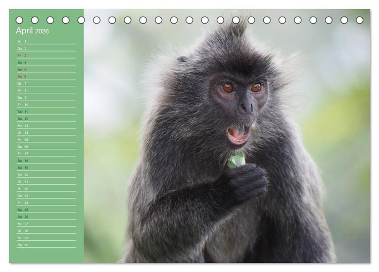 Produktbild: Die vielf&auml;ltige Welt der Affen (Tischkalender 2026 DIN A5 quer), CALVENDO Monatskalender