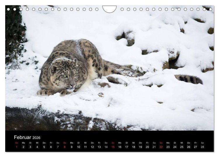 Produktbild: Schneeleoparden (Wandkalender 2026 DIN A4 quer), CALVENDO Monatskalender