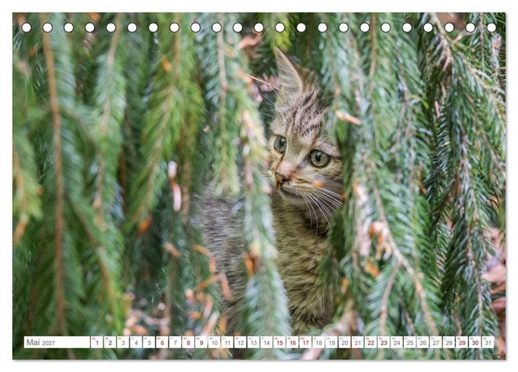 Produktbild: Wildkatzen - die anmutigsten Raubiere in Europa. (Tischkalender 2027 DIN A5 quer), CALVENDO Monatskalender