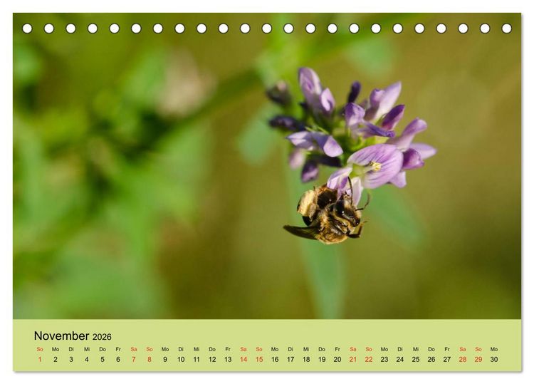 Produktbild: Bienen bei der Arbeit (Tischkalender 2026 DIN A5 quer), CALVENDO Monatskalender