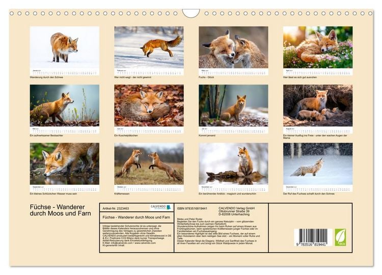 Produktbild: F&uuml;chse - Wanderer durch Moos und Farn (Wandkalender 2027 DIN A3 quer), CALVENDO Monatskalender