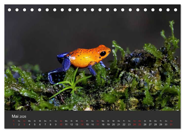 Produktbild: Costa Rica tierisch gut 2026 (Tischkalender 2026 DIN A5 quer), CALVENDO Monatskalender