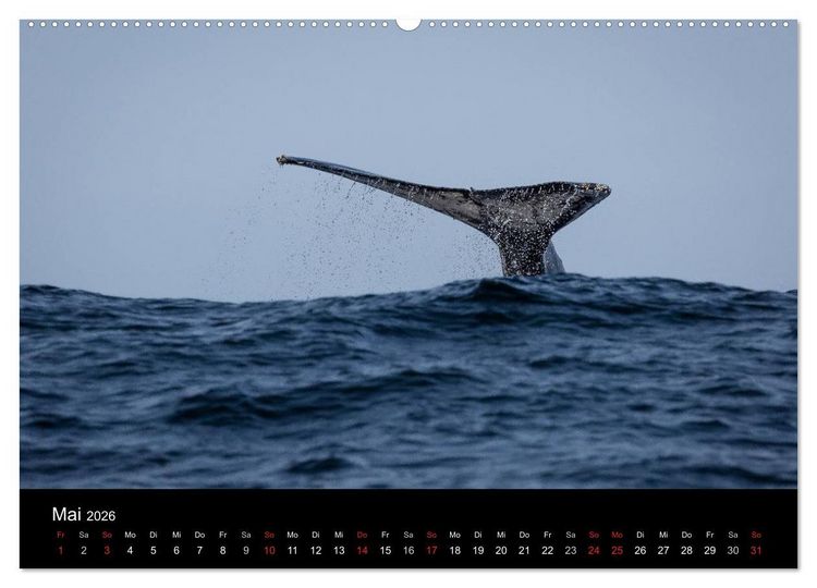 Produktbild: Wundersch&ouml;nes S&uuml;dafrika (Wandkalender 2026 DIN A2 quer), CALVENDO Monatskalender