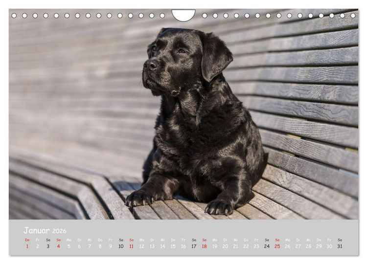 Produktbild: Liebenswerter Labrador 2026 (Wandkalender 2026 DIN A4 quer), CALVENDO Monatskalender