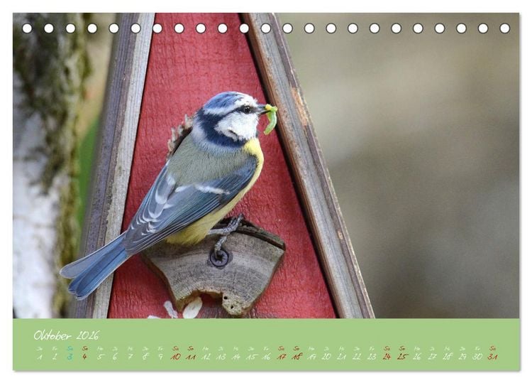 Produktbild: Die Blaumeise, Gast in unserem Garten (Tischkalender 2026 DIN A5 quer), CALVENDO Monatskalender
