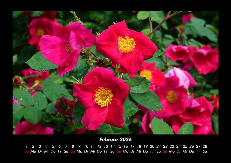 Produktbild: Blumen & Pflanzen 2026 Fotokalender DIN A3