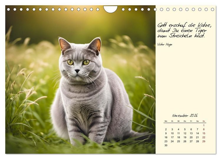 Produktbild: Katzen - Charakter und Sch&ouml;nheit (Wandkalender 2026 DIN A4 quer), CALVENDO Monatskalender