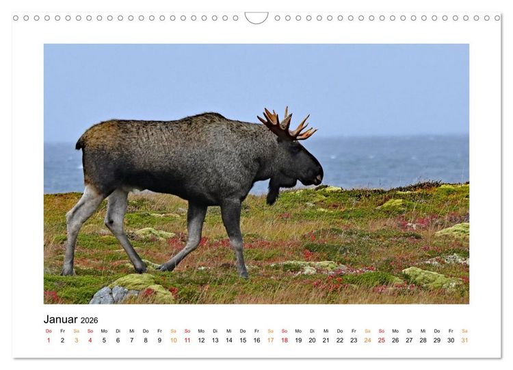 Produktbild: Zwischen Fjord und Flamme (Wandkalender 2026 DIN A3 quer), CALVENDO Monatskalender