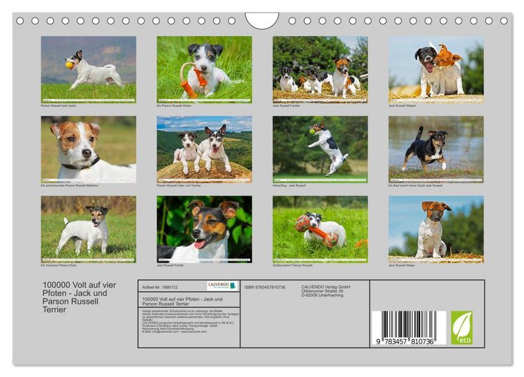 Produktbild: 100000 Volt auf vier Pfoten - Jack und Parson Russell Terrier (Wandkalender 2026 DIN A4 quer), CALVENDO Monatskalender