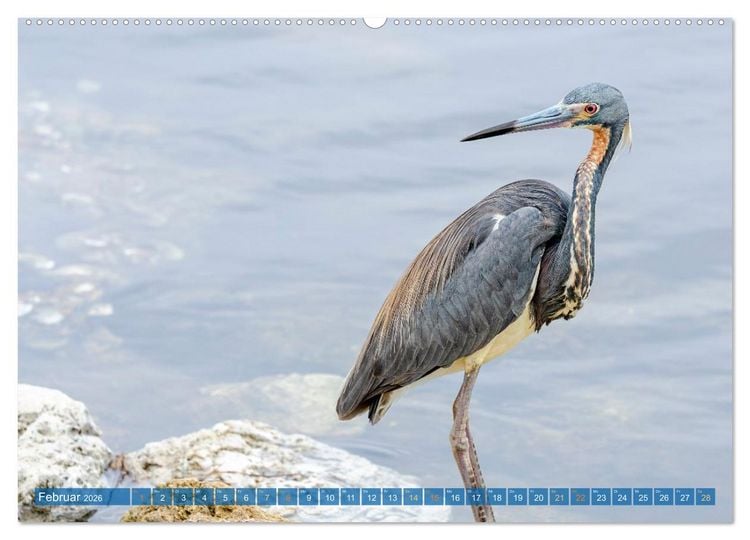 Produktbild: Blaureiher und Dreifarbenreiher (Wandkalender 2026 DIN A2 quer), CALVENDO Monatskalender