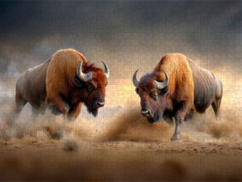 Produktbild: CALVENDO Puzzle B&uuml;ffel | 1000 Teile Lege-Gr&ouml;&szlig;e 64x48cm Foto-Puzzle f&uuml;r gl&uuml;ckliche Stunden