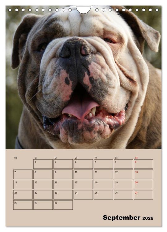 Produktbild: Bulldoggen-Gesichter (Wandkalender 2026 DIN A4 hoch), CALVENDO Monatskalender