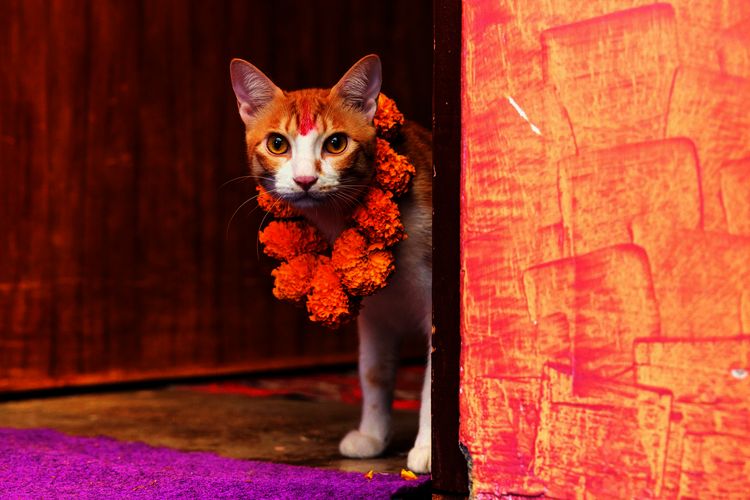 Produktbild: Katzen der Welt