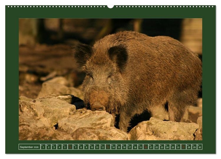 Produktbild: Schweinkram - Die Wildschweine sind los (hochwertiger Premium Wandkalender 2026 DIN A2 quer), Kunstdruck in Hochglanz