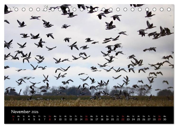 Produktbild: Schrei der Wildg&auml;nse (Tischkalender 2026 DIN A5 quer), CALVENDO Monatskalender