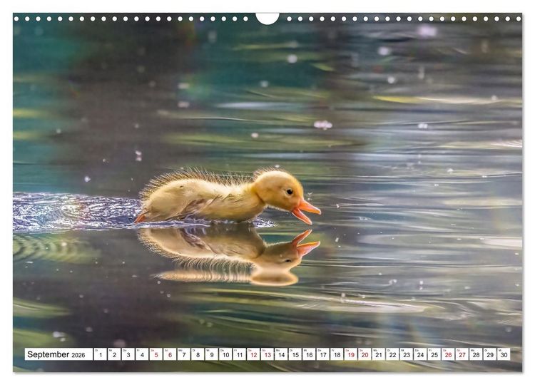 Produktbild: Flauschige Momente! Enten- und G&auml;nsek&uuml;ken im Jahreslauf (Wandkalender 2026 DIN A3 quer), CALVENDO Monatskalender