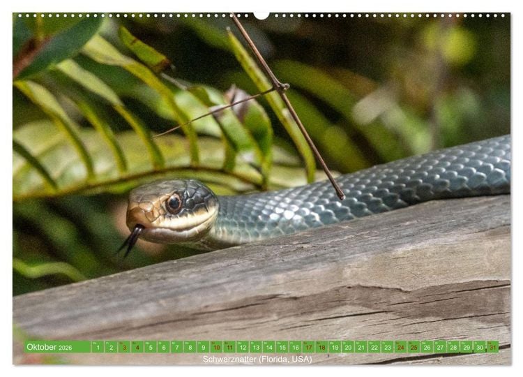 Produktbild: Reptilien wild und sch&ouml;n (Wandkalender 2026 DIN A2 quer), CALVENDO Monatskalender