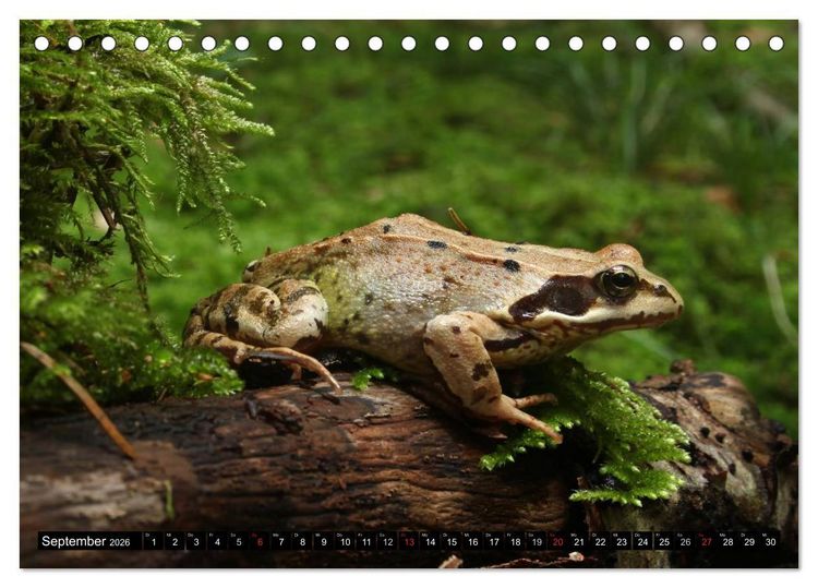 Produktbild: Salamander und Co. (Tischkalender 2026 DIN A5 quer), CALVENDO Monatskalender
