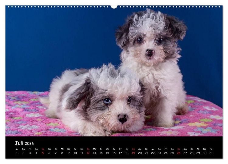 Produktbild: Bolonka Welpenstube (Wandkalender 2026 DIN A2 quer), CALVENDO Monatskalender