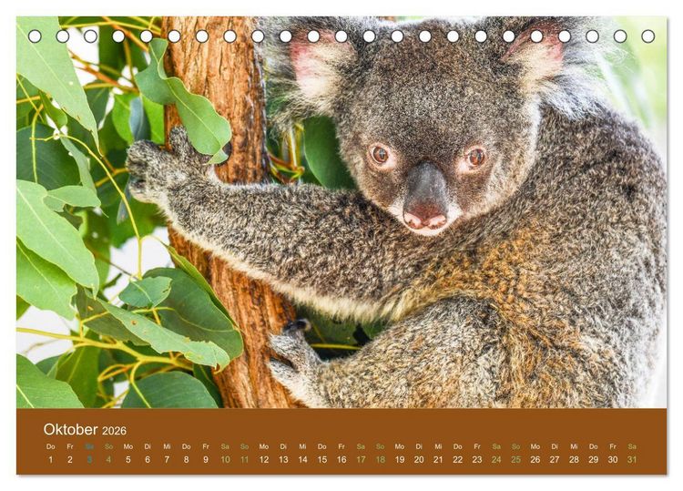 Produktbild: Koalas, putzige Gesellen (Tischkalender 2026 DIN A5 quer), CALVENDO Monatskalender