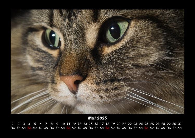 Produktbild: F&uuml;r Katzenfreunde 2025 Fotokalender DIN A3
