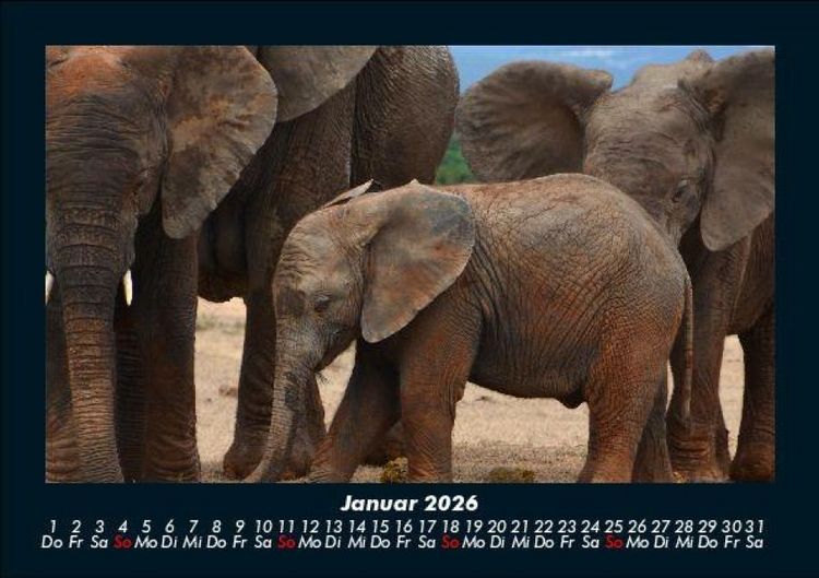 Produktbild: Elefanten 2026 Fotokalender DIN A5