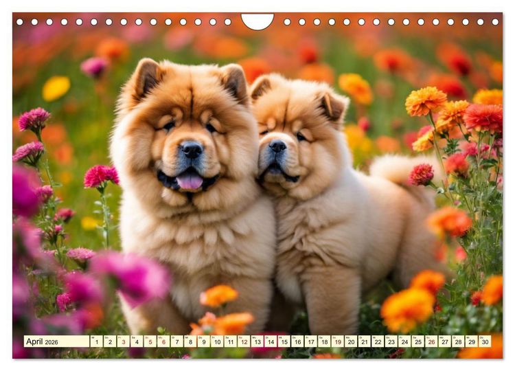 Produktbild: Chow Chow - der L&ouml;wenkopfhund (Wandkalender 2026 DIN A4 quer), CALVENDO Monatskalender