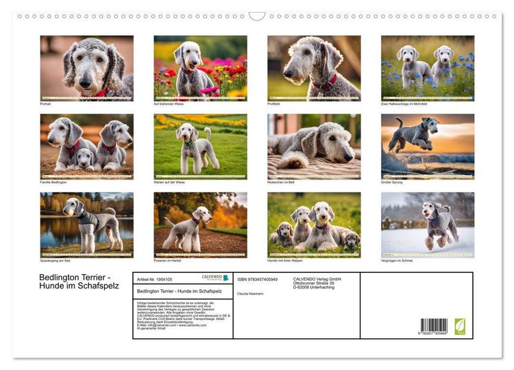 Produktbild: Bedlington Terrier - Hunde im Schafspelz (Wandkalender 2026 DIN A2 quer), CALVENDO Monatskalender