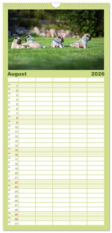 Produktbild: Familienplaner 2026 - Mopswelpen mit 5 Spalten (Wandkalender, 21 x 45 cm) CALVENDO