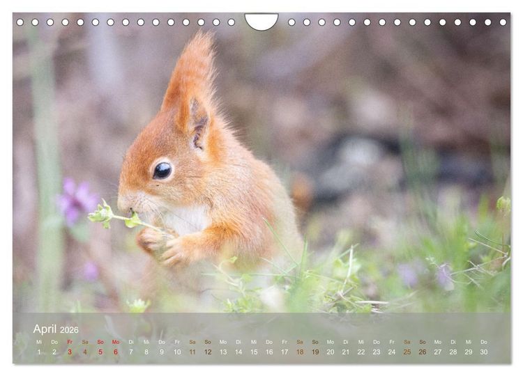 Produktbild: Bezaubernde Eichh&ouml;rnchen (Wandkalender 2026 DIN A4 quer), CALVENDO Monatskalender