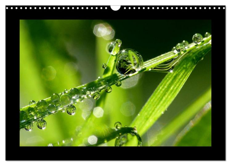 Produktbild: Meine kleine gr&uuml;ne Wassertropfen Welt (Wandkalender 2026 DIN A3 quer), CALVENDO Monatskalender
