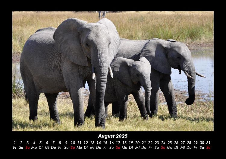 Produktbild: Elefanten - Die sanften Riesen Afrikas 2025 Fotokalender DIN A3