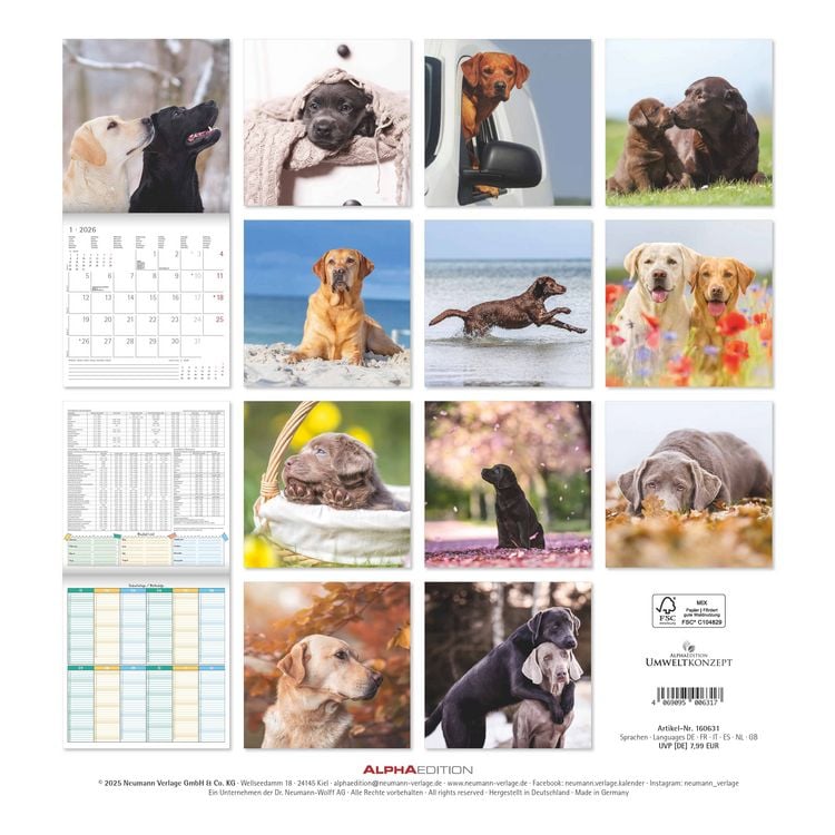 Produktbild: Labrador Retriever 2026 - Broschürenkalender 30x30 cm (30x60 geöffnet) - Kalende