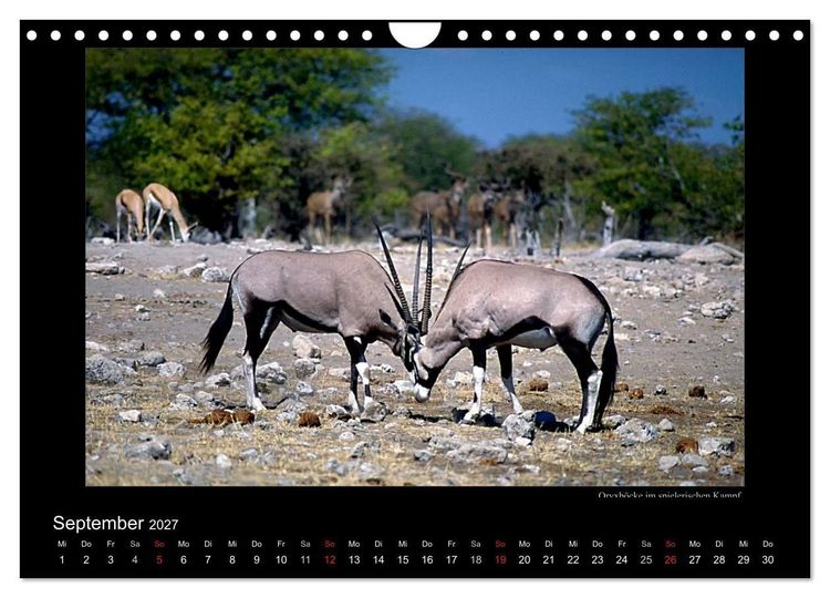 Produktbild: Wildtiere im Etosha Nationalpark (Wandkalender 2027 DIN A4 quer), CALVENDO Monatskalender