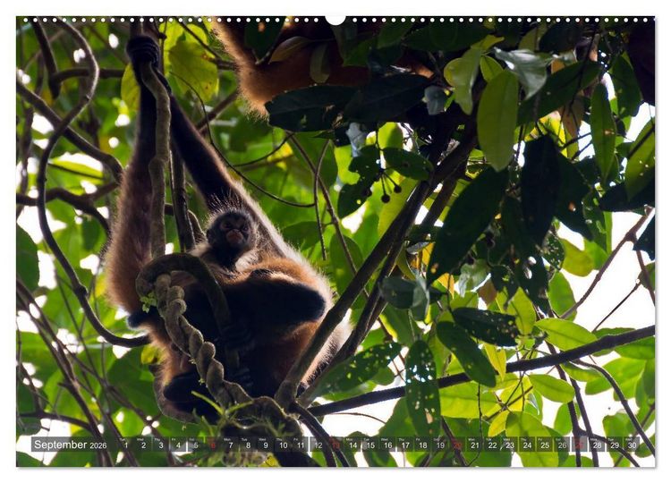 Produktbild: Amazing Costa Rica (High Quality Premium Wall Calendar 2026 DIN A2 landscape),CALVENDO 12 Month Wall Calendar