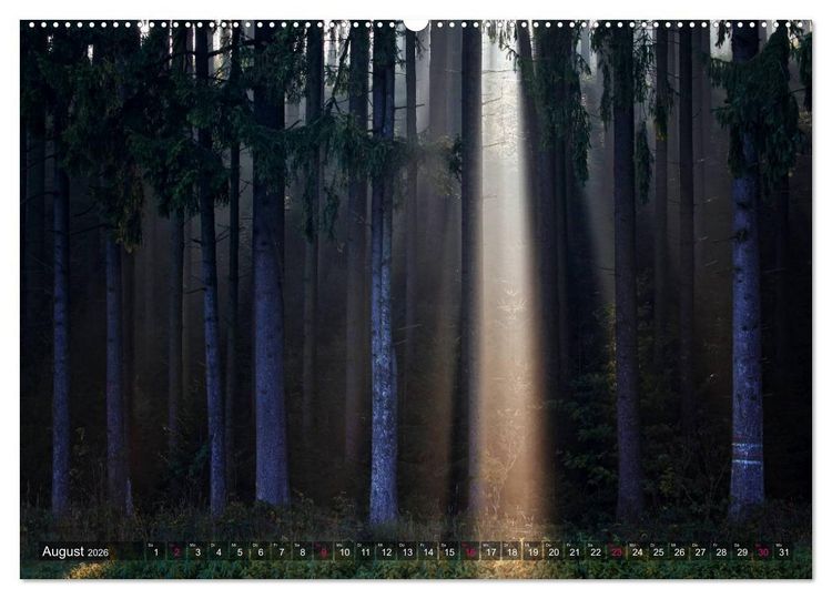 Produktbild: Erleuchtung im Wald (hochwertiger Premium Wandkalender 2026 DIN A2 quer), Kunstdruck in Hochglanz
