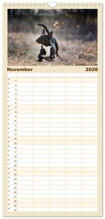Produktbild: Familienplaner 2026 - Bullterrier - charmante Herzensbrecher mit 5 Spalten (Wandkalender, 21 x 45 cm) CALVENDO