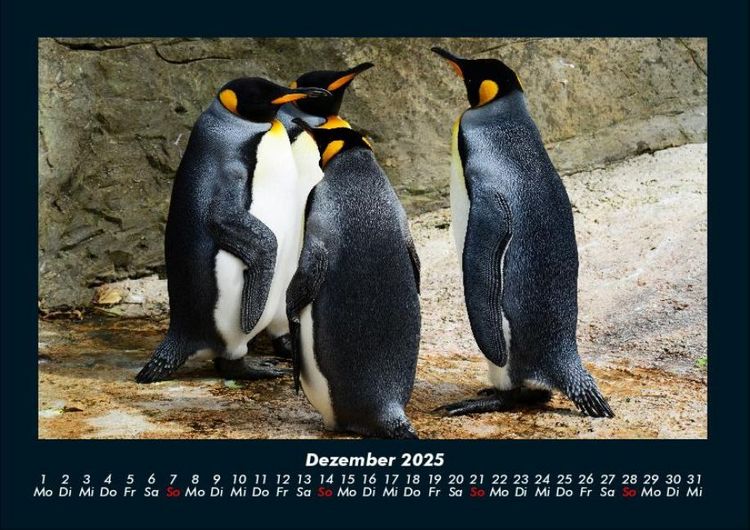 Produktbild: Pinguine & Eisb&auml;ren 2025 Fotokalender DIN A4