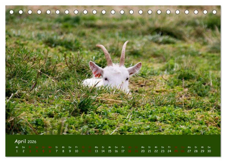 Produktbild: Wolle & H&ouml;rner (Tischkalender 2026 DIN A5 quer), CALVENDO Monatskalender