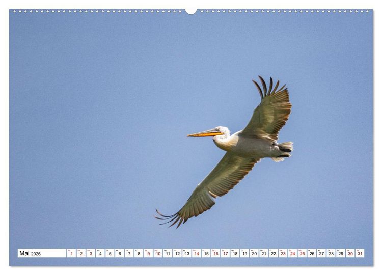 Produktbild: Vogelparadies Volvi-See (hochwertiger Premium Wandkalender 2026 DIN A2 quer), Kunstdruck in Hochglanz
