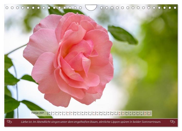 Produktbild: Rosen, Liebe ist (Wandkalender 2027 DIN A4 quer), CALVENDO Monatskalender
