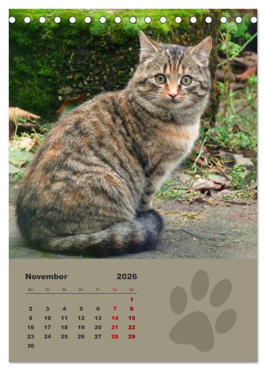 Produktbild: Wilde T&auml;tzchen, kleine wilde Katzen entdecken die Welt (Tischkalender 2026 DIN A5 hoch), CALVENDO Monatskalender