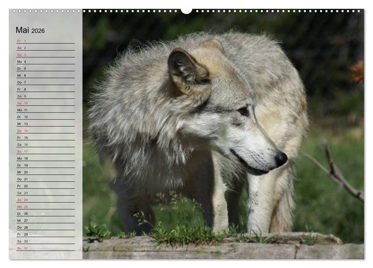 Produktbild: W&ouml;lfe. Graue Eminenzen (Wandkalender 2026 DIN A2 quer), CALVENDO Monatskalender