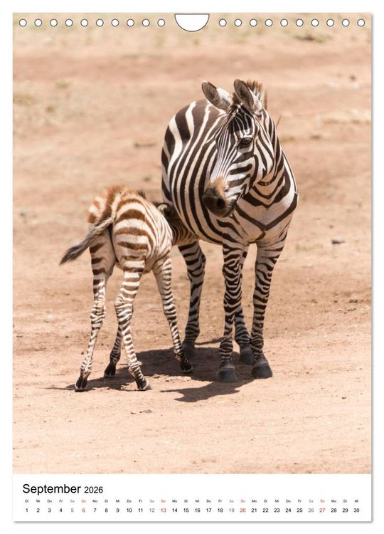 Produktbild: Serengeti Pur - Tansania (Wandkalender 2026 DIN A4 hoch), CALVENDO Monatskalender
