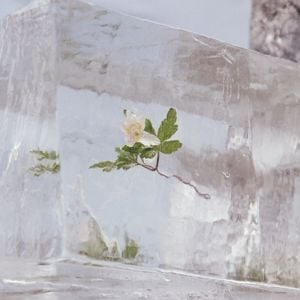Produktbild: Windflowers